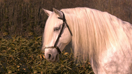 Imagen de Cavalls Camp Rodo -