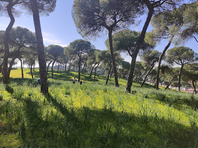 Imagen de Pinares De Oromana -