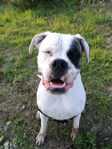 Imagen de √area per a gossos del Riu -