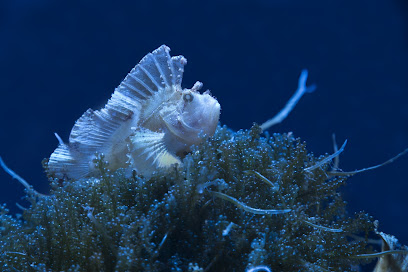 Imagen de Atlantis Aquarium Madrid -